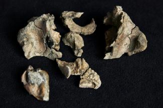 Photo du 5 août 2025 fournie par les Musées Victoria à Melbourne montrant le fossile du crâne d'une baleine ancienne.