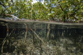 Forscher in Guadeloupe haben das größte bisher bekannte Bakterium entdeckt. Das Thiomargarita magnifica ist mit einer Größe von bis zu zwei Zentimetern 5000 Mal größer als durchschnittliche Bakterien.
