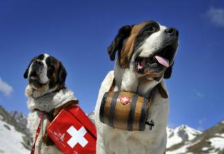 Katy et Salsa, deux Saint-Bernards au col du Grand-Saint-Bernard le 4 juin 2009