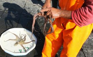 Un pêcheur nettoie un poulpe dans le port de Naples, le 4 novembre 2006