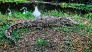 Un crocodile cubain adulte, à Cienaga de Zapata le 14 juin 2021