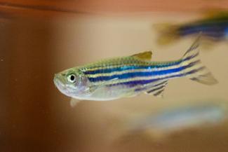 Göttinger Foscher haben die Mechanismen geklärt, mit denen Zebrafische bei Temperaturänderungen ihr Geschlecht ändern können. Wärmeres Wasser führe zu "chemischen Markierungen" an der DNA und löse den Wechsel aus, erklärte die Göttinger Universität.