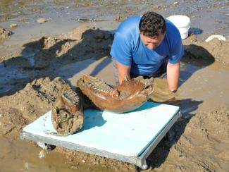 Die extrem niedrigen Pegelstände in der Donau haben in Bulgarien einen Kieferknochen und Teile der Stoßzähne eines Mammuts freigelgt. Die Knochenteile gehörten laut Experten "sehr wahrscheinlich" einem Mammut der Eiszeit.