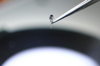 Un moustique examiné AU laboratoire de l'Institut Pasteur à Nha Trang, le 21 août 2019 au Vietnam
