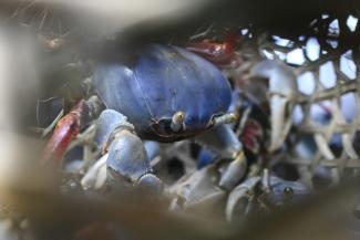 Die Erwärmung der Weltmeere führt laut einem neuen Bericht zur Ausbreitung invasiver Arten und hat Auswirkungen auf die Artenvielfalt und die Fischerei.