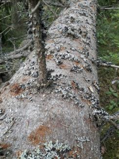Un conifère attaqué par des scolytes près de Vikajarvi en Finlande le 19 juillet 2021, image fournie par l'Institut des ressources naturelles de Finlande