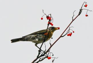 Anders als Säugetiere ernähren sich Vögel häufig von sauren Früchten. Diese Toleranz entstand durch evolutionäre Veränderungen im Rezeptor für sauren Geschmack, was Vögeln vermutlich bei der Anpassung an verschiedene ökologische Nischen half.