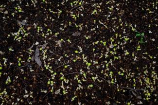 Des fleurs et des fruits d'un palmier talipot au Jardin botanique de Rio de Janeiro, au Brésil, le 10 décembre 2025