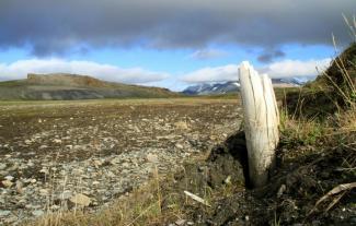 Photo fournie par la revue Nature d'une défense de mammouth sortie du permafrost dans l'île de Wrangel, dans le nord-est de la Sibérie