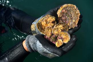 Stéphane Pouvreau présente des huîtres plates sauvages récoltées sur un site pilote de restauration écologique dans la baie de Daoulas dans le Finistère, le 29 septembre 2021