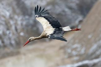 Une cigogne blanche en Alsace le 14 février 2025