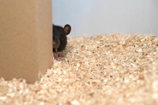 Un rat utilisé dans une expérience allemande, décrite dans une étude publiée le 12 septembre 2019 dans Science