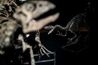 Des chercheurs canadiens ont découvert le premier cas de cancer connu chez un dinosaure, selon une étude publiée dans le numéro du mois d'août de la revue scientifique The Lancet Oncology