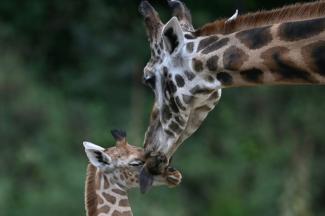 Viele Tierpopulationen in Zoos sind überaltert und gefährden nach Meinung von Forschern damit die Artenschutzziele. In vielen Zoos gibt es zu wenig junge und viele ältere Tiere, weshalb solche Populationen als weniger stabil gelten.