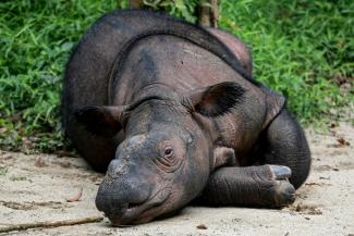 Indra, rhinocéros de Sumatra, dont les rhinocéros de Bornéo sont une sous-espèce, au parc national Way Kambas, en Indonésie, le 16 février 2025