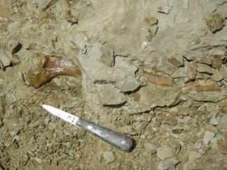 Die Forscher entdeckten die Knochen des Urzeit-Wals in der Wüste nahe der peruanischen Pazifikküste, darunter auch diese Rippe.