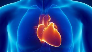 menschliches Herz mit Atmunssystem