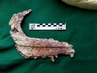 In Patagonien haben Wissenschaftler die versteinerten Überreste einer neuen fleischfressenden Dinosaurierart entdeckt. Der geflügelte Dinosaurier hat vor 90 Millionen Jahren gelebt, wie argentinische Paläontologen am Donnerstag mitteilten. 