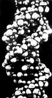 Photo de la structure de l'ADN découverte par James Watson, Francis Crick et Maurice Wilkins, qui ont obtenu le prix Nobel de Médecine en 1962