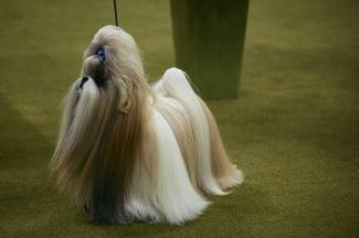 Un shih tzu lors d'une exposition canine à New York le 14 mai 2024