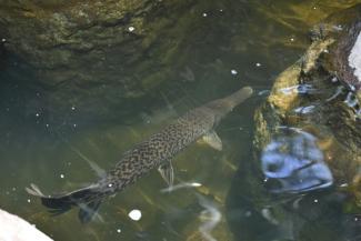 Un pejelagarto (Atractosteus tropicus) adulte dans un étang à Taxisco, au Guatemala, le 24 septembre 2026
