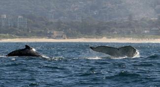 Des baleines à bosse au large des côtes de Sydney, le 25 juin 2008 en Australie