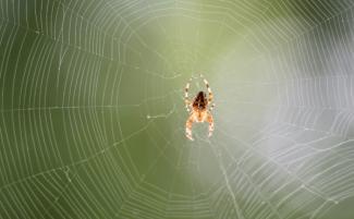 Forscher der Universität Bayreuth haben erstmals erfolgreich die Genschere bei Spinnen eingesetzt. Die Spinnen produzierten nach der Gen-Editierung rot fluoreszierende Spinnenseide. Dies könnte für die Materialforschung interessant sein.