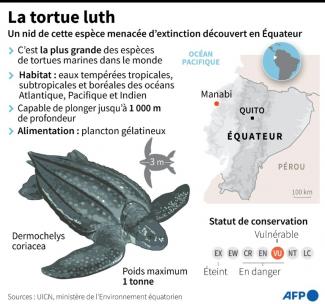 Infographie sur la tortue luth suite à la découverte en Equateur d'un nid de cette espèce menacée d'extinction