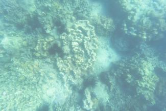 Photographie sous-marine de coraux préservés par des habitants de l'île de Wasini (Kenya), une destination d’écotourisme de renommée mondiale, le 14 juin 2026