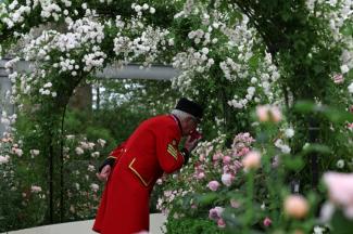 Un membre du Chelsea Flower Show regrde un étalage de roses le 19 mai 2025