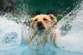 Menschen und Hunde haben sich gemeinsam in Eurasien verbreitet. Ein Forschungsteam konnte anhand von Genomanalysen zeigen, dass eurasische Kulturen in den vergangenen zehntausend Jahren genetisch unterschiedliche Hundepopulationen hielten.