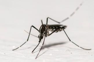 Un moustique tigre (Aedes albopictus) à Montreuil, en Seine-Saint-Denis, le 18 août 2025