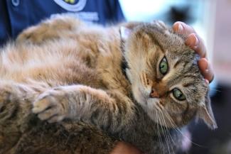 Un chat à Alexandria, en Virginie, le 1er juin 2023