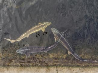 Wissenschaftler haben in der Ostsee ausgesetzte Störe erstmals mit Satellitensendern ausgestattet. Damit könnten die Wanderwege der Tiere in der Ostsee präzise, kontinuierlich und großräumig erfasst werden, teilte das Landesumweltministerium mit.