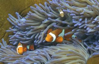 Australische Forscher haben erfolgreich Korallenlaich aus einem Teil des Great Barrier Reef in einen anderen Teil transplantiert. Das Projekt könnte helfen, beschädigte Ökosysteme weltweit wiederaufzubauen.