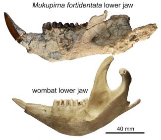 In Australien hat vor rund 25 Millionen Jahren ein stämmiger Vorfahre des Wombats gelebt. Das ergab die Rekonstruktion mehrerer Fossilien durch ein australisches Forscher-Team.