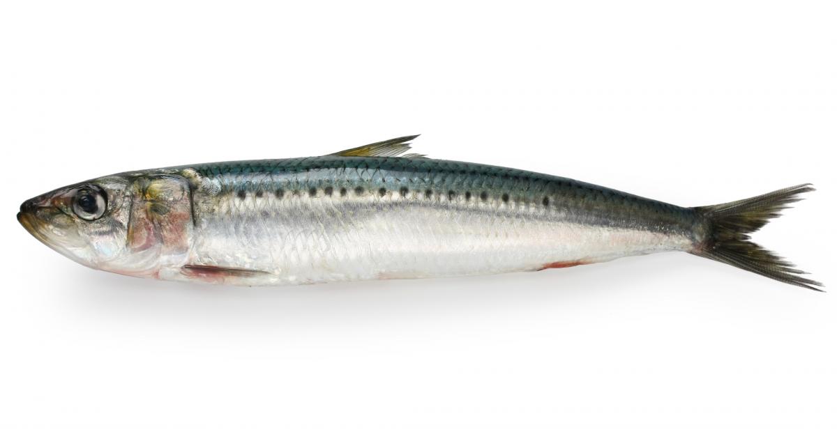 Avoir Une Allergie Au Poisson Ne Veut Pas Dire Qu Il Faut Eviter D En Manger Avoir Une Allergie Au Poisson Ne Veut Pas Dire Qu Il Faut Eviter D En Manger